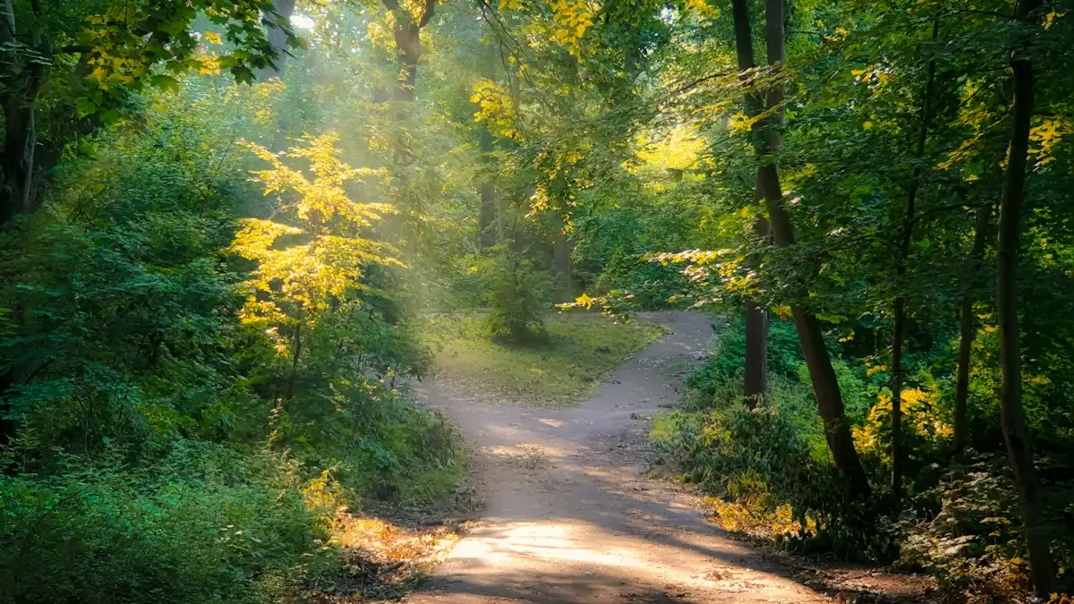Sunlight falling across a winding path through a green forest