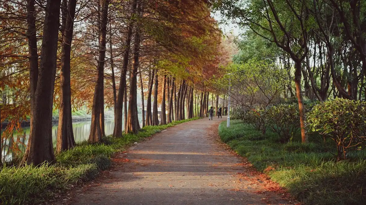 A tree-lined path in autumn leading toward the water